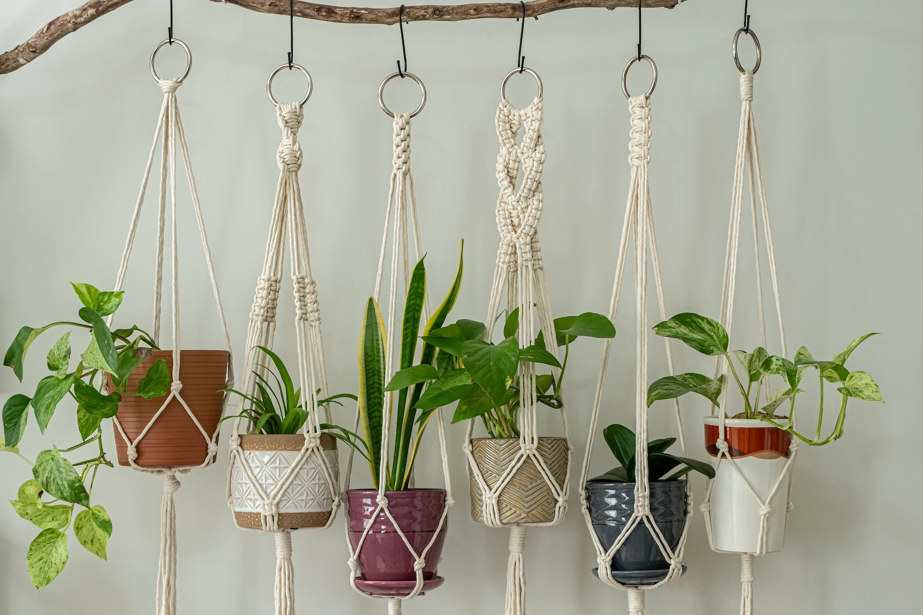Plant Hangers