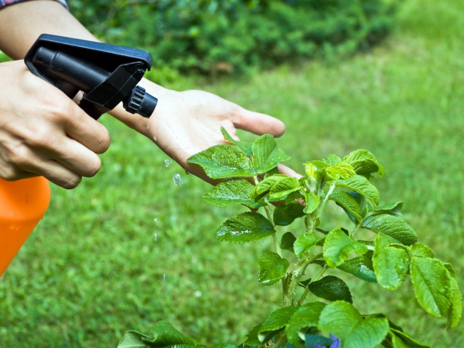 pesticides