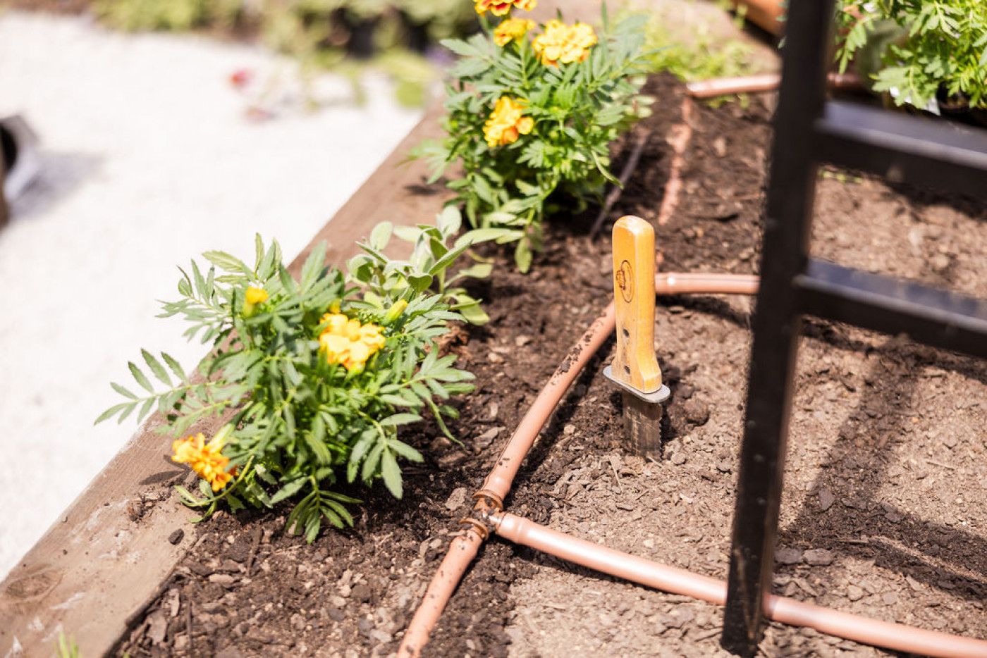 Common Gardening Mistakes