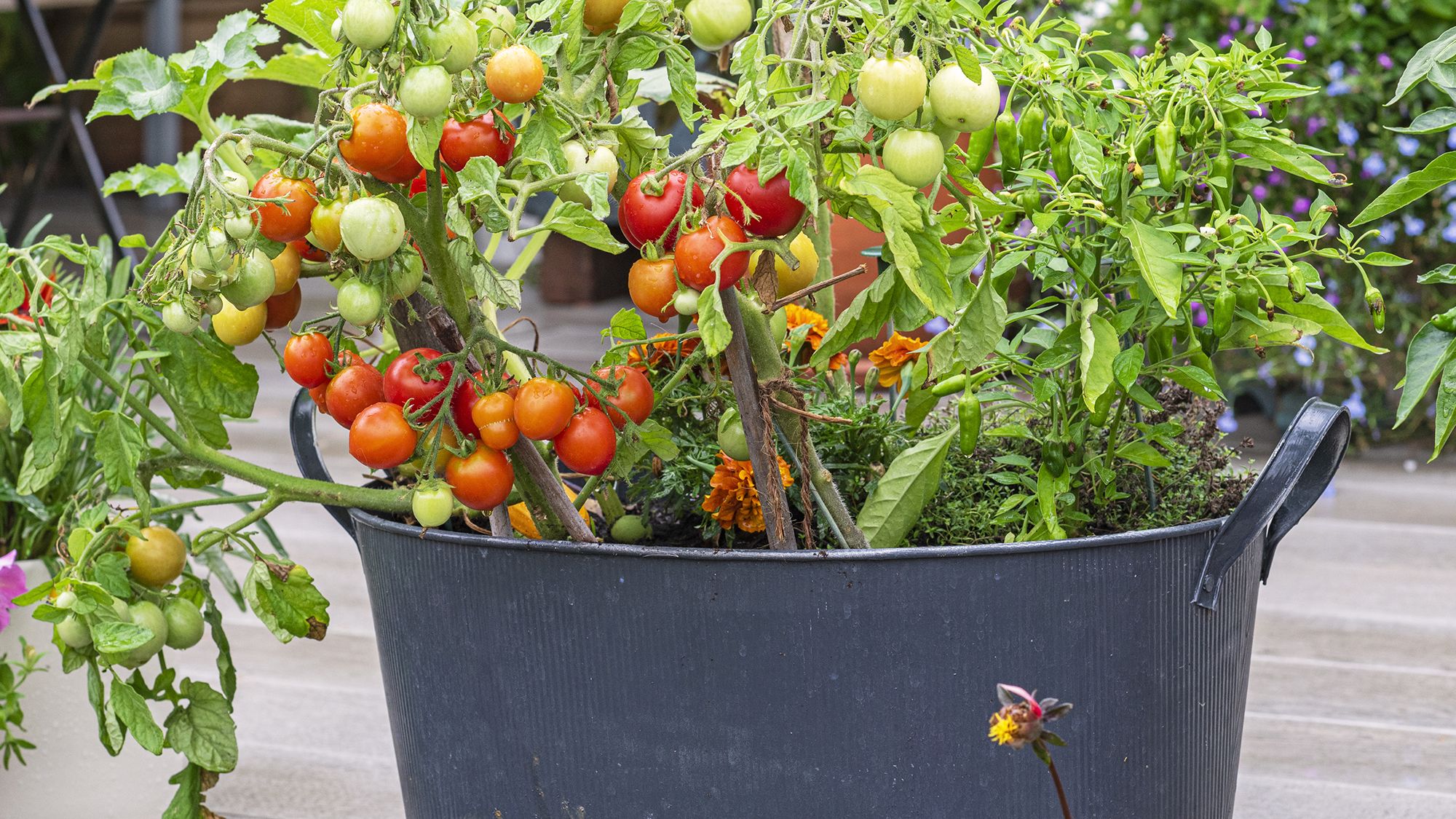 tomatos