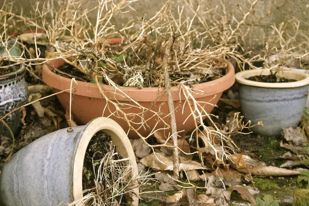 Overwatering