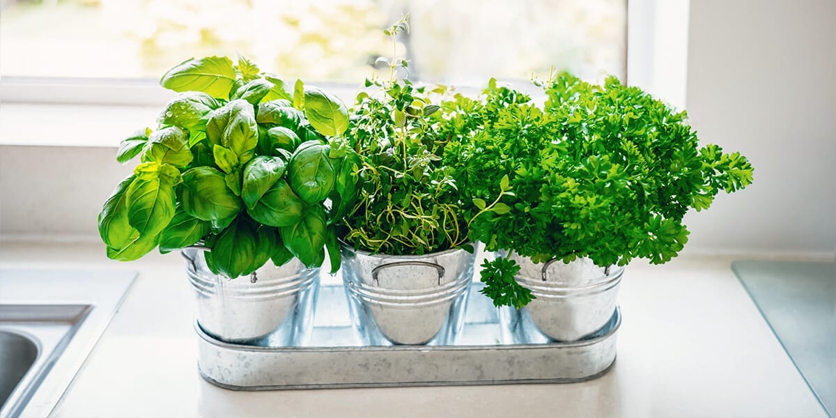 herbs