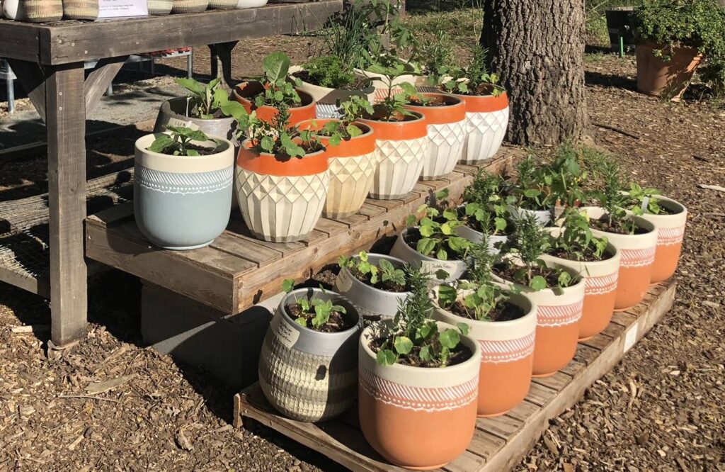 Container Gardening