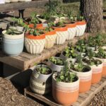 Container Gardening