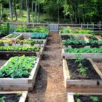 Raised Garden Bed